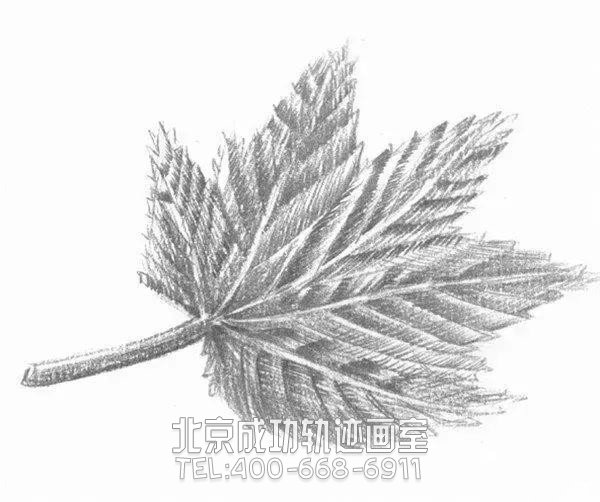 简单素描画枫叶