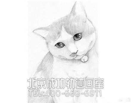 猫怎么画?猫的素描教程