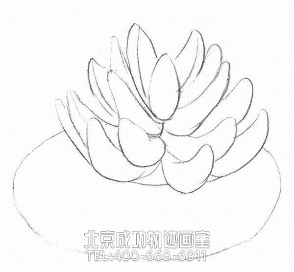 素描多肉植物画法教程