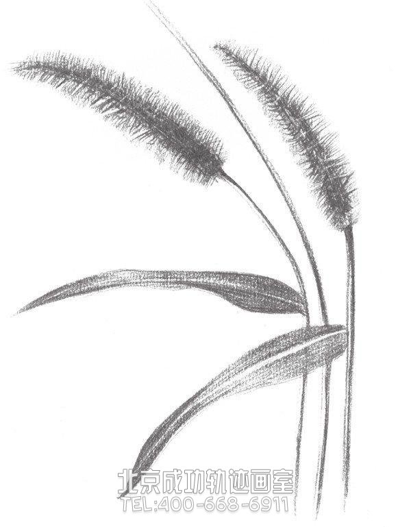 素描狗尾巴草怎么画