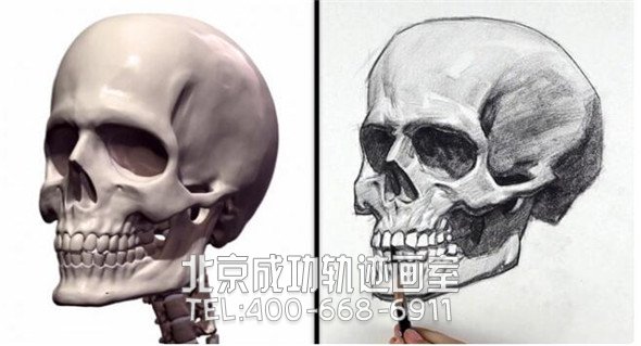 素描教程：人物头部骨骼结构的素描画法步骤
